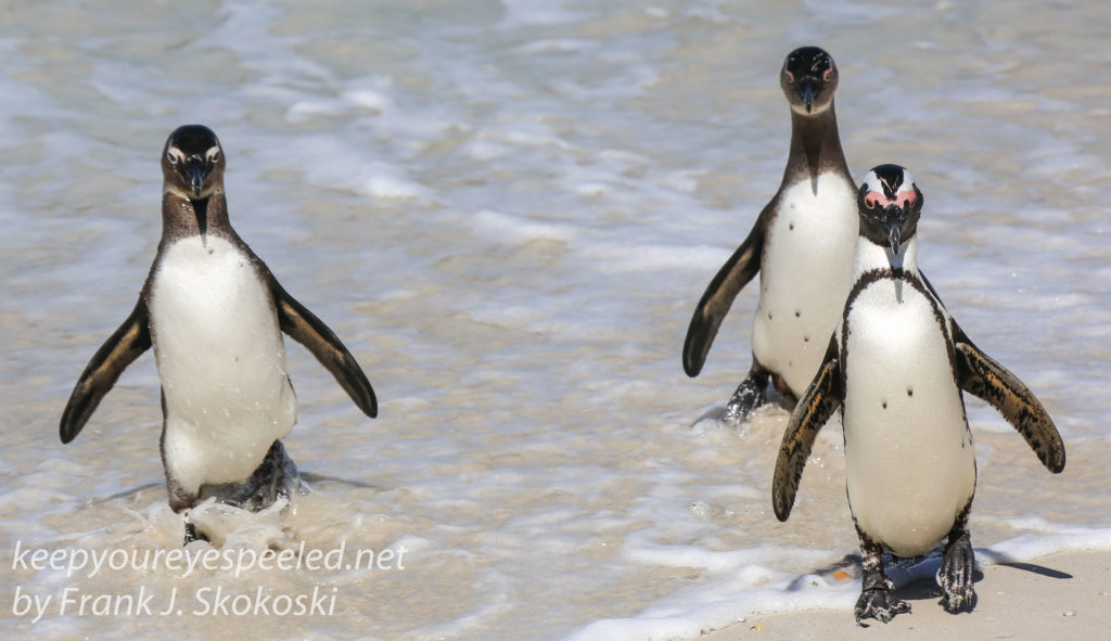 cape-point-penguins-24