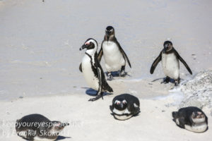 cape-point-penguins-26