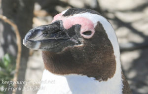 cape-point-penguins-9