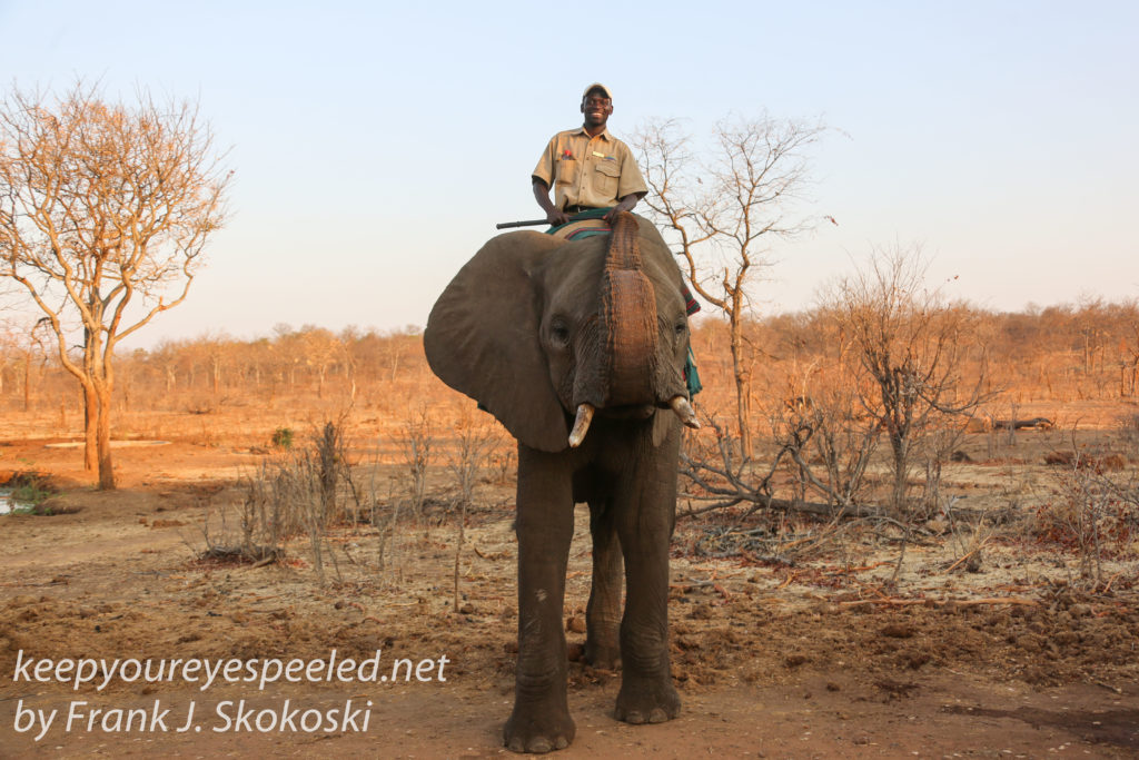 zimbabwe-elephant-ride-28
