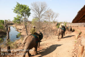 zimbabwe-elephant-ride-9