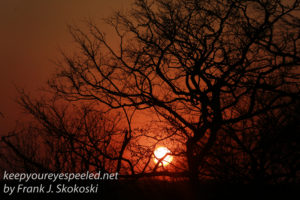 zimbabwe-elephant-ride-sunset-7