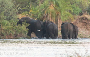 zimbabwe-victoria-falls-zambezi-river-38