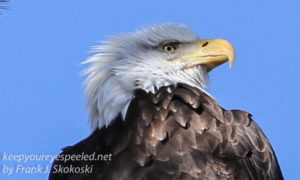 bald eagle -13