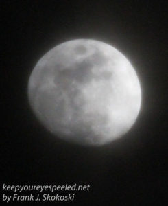 gibbous moon-23