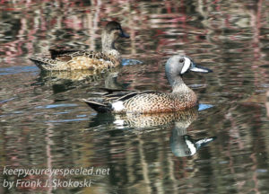 blue winged teal -10