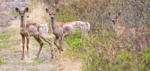 State game lands 119 deer-3
