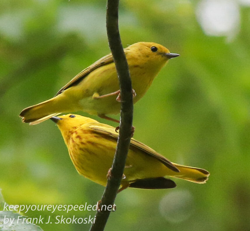 yellow warblers -16