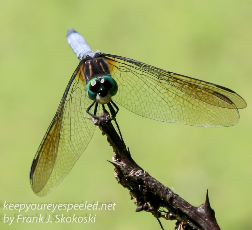 dragonflies -158