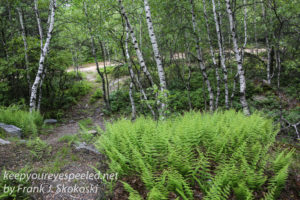 pitch pine barrens -22