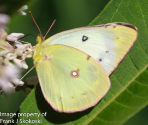 cloudless sulphur butterfly on milweed flower