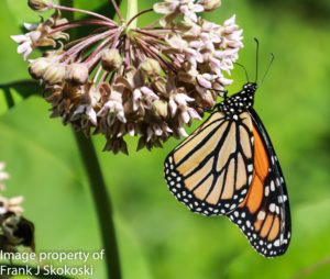 monarch butterfly on milkweed flower 