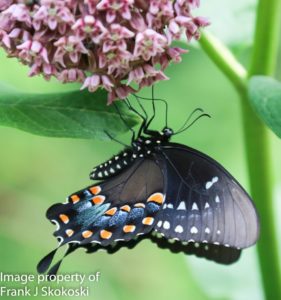 spicebush swallowtail butterfly on milkweed flower