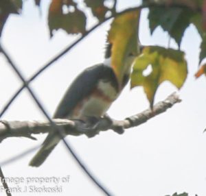 belted kingfisher on tree branch