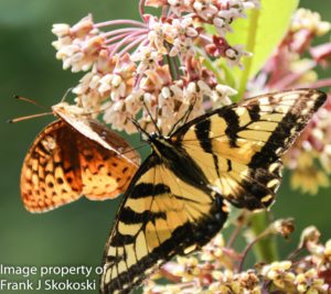 Aphrodite fritillary and eastern tiger swallowtail butterflies on milkweed flowers 