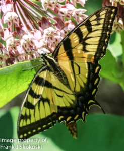 eastern tiger swallowtail butterfly on milkweed flower