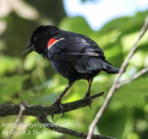 red winged blackbird on branch