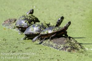 three turtles on a log 