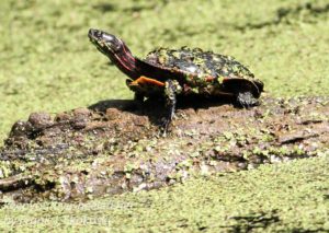 turtle on log in duckweed covered water