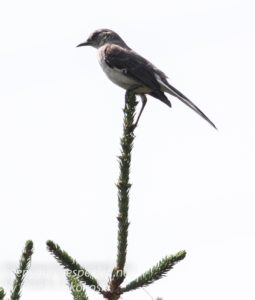 flycatcher bird on tree branch 
