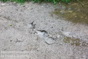 footprint in mud 