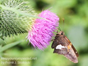 butterfly on thistle flower