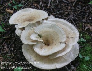 polypore mushroom 