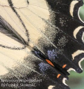 close up of butterfly wing 