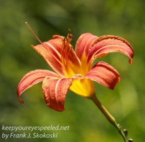close up of day lily flower 