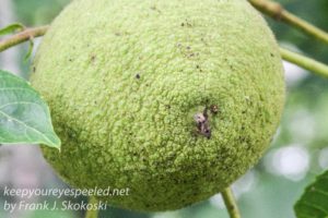 close up of black walnut 