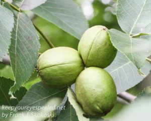 hickory nuts 