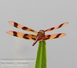 dragonfly on reed 