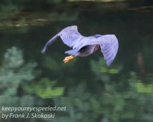green heron in flight 