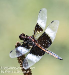 dragonfly on twig 