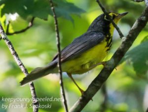 canada warbler in tree 