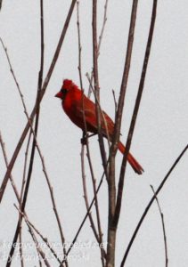 cardinal perched in tree 