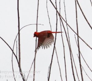 cardinal in flight 