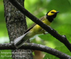 hooded warbler perched on branch