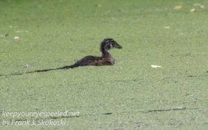 wood duck swimming in duckweed covered pond