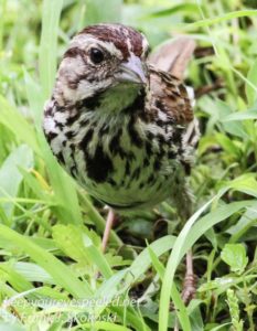 song sparrow in grass