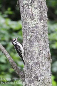 hairy or downy woodpecker on tree 