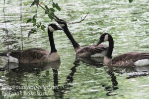 three canada geese feeding in wetlands 