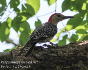 red-bullied woodpecker on branch 