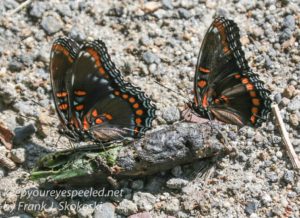 spicebush swallowtails on coyote droppings 
