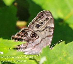 common buckeye butterfly on leaf 