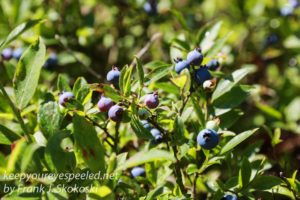 highbush blueberries or swampers 