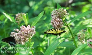 swallow tail butterflies on milkweed flower 