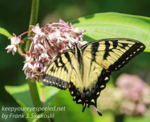 eastern tiger swallowtail butterfly on milkweed flower 