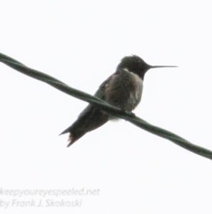 humming bird on wire 