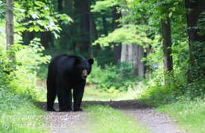 black bear on trail 